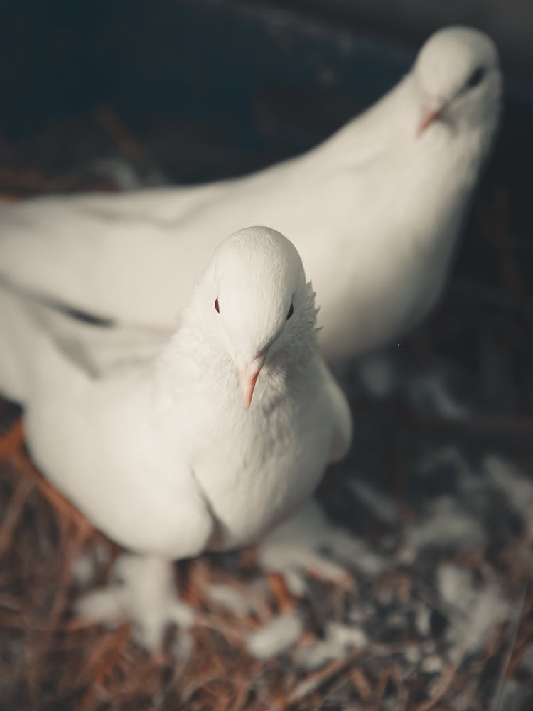 Close-Up Shot Of Doves