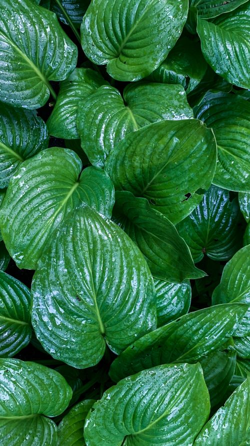 Free Fresh green leaves covered in glistening water droplets, creating a vibrant and refreshing natural scene. Stock Photo