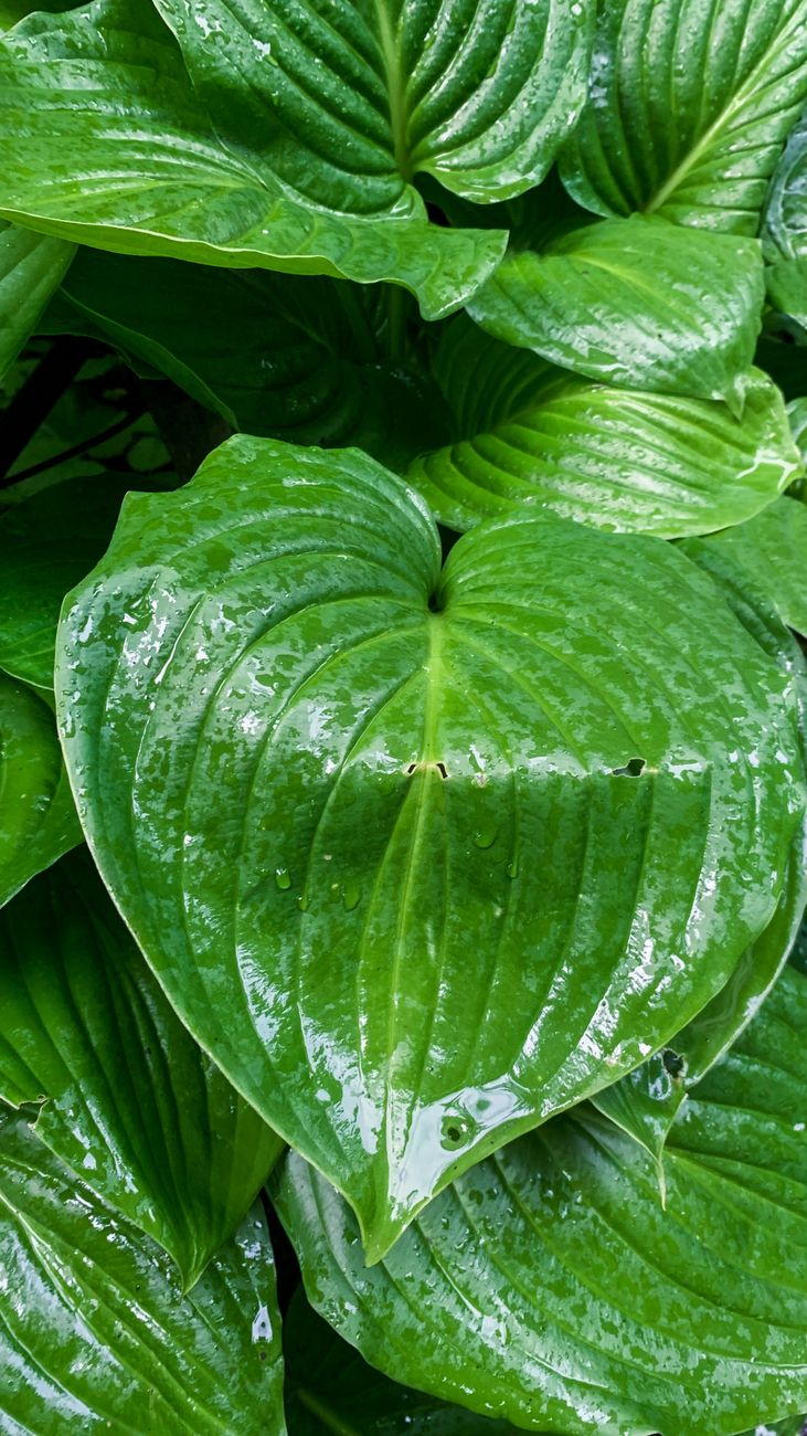 healthy new hydrangea shoots, hosta leaves with slug damage