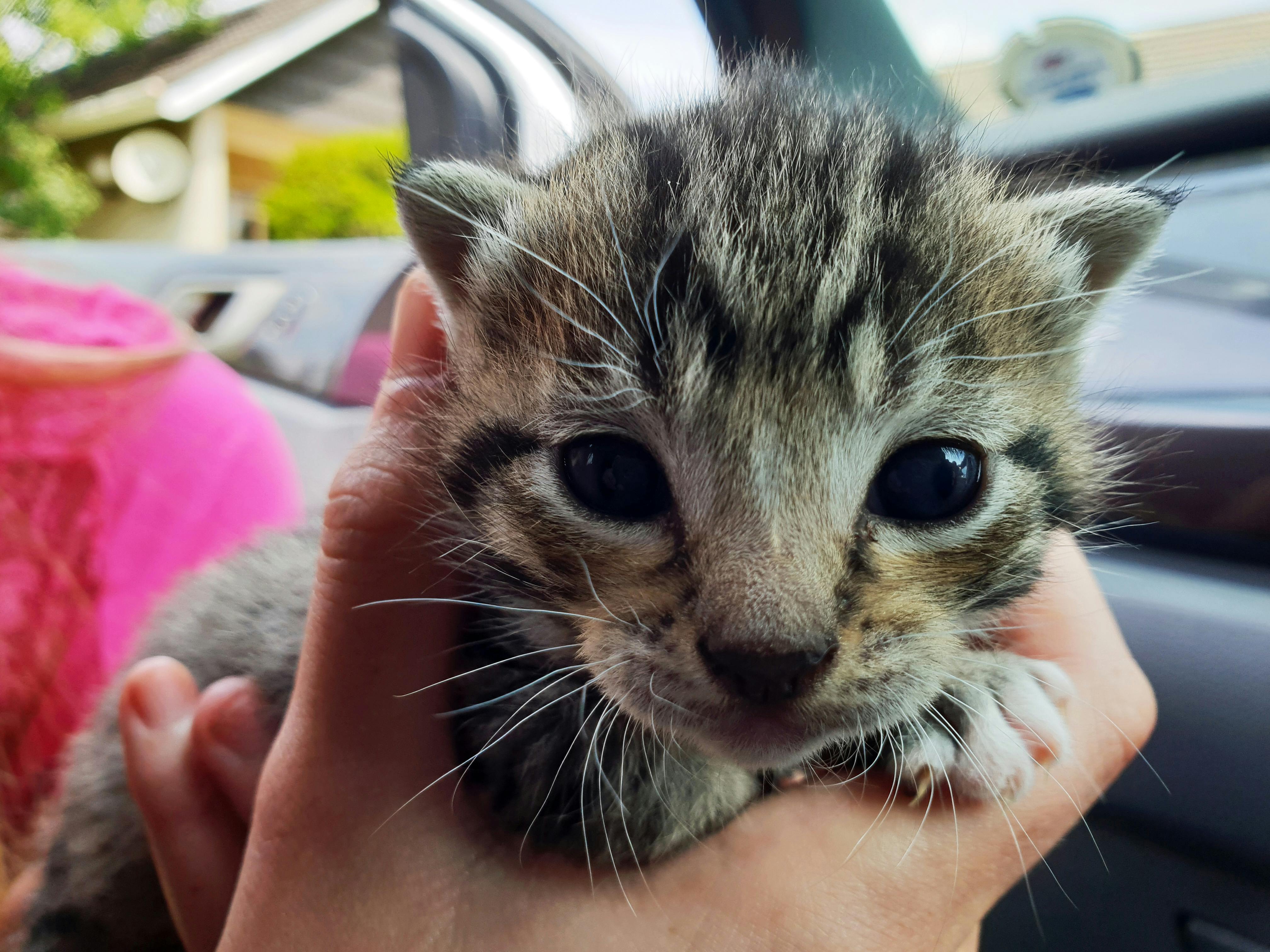 closeup photography of short fur brown and black kitten