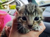 这张特写镜头中，一只可爱的虎斑猫被人轻轻托住，展现出它富有表情的眼睛