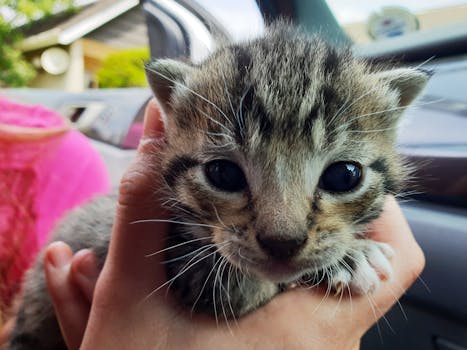 这张特写镜头中，一只可爱的虎斑猫被人轻轻托住，展现出它富有表情的眼睛