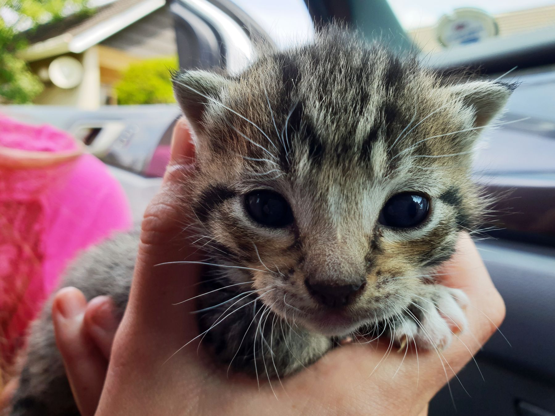 Tiny tabby kitten held gently in caring hands