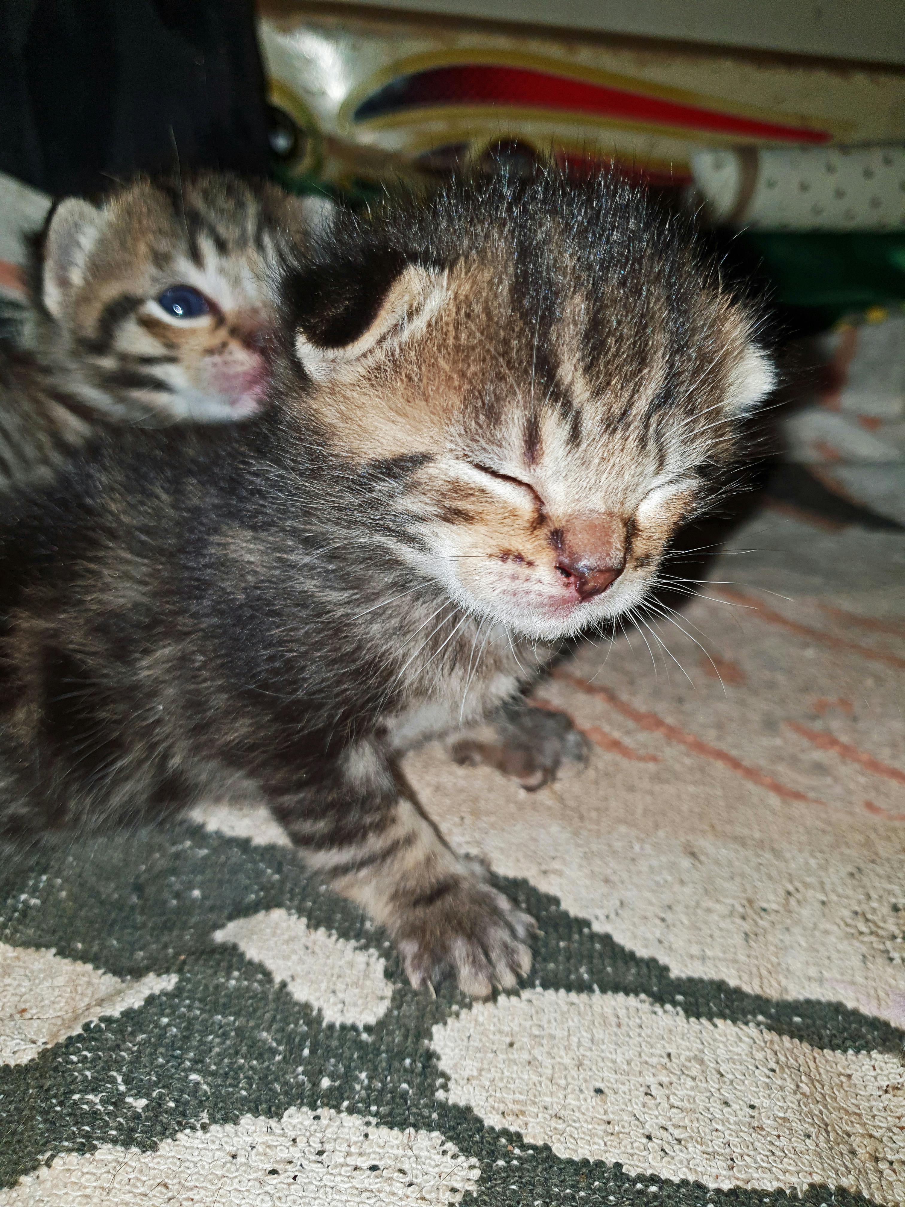  bayi  Gambar Bayi Kucing  Baru Lahir