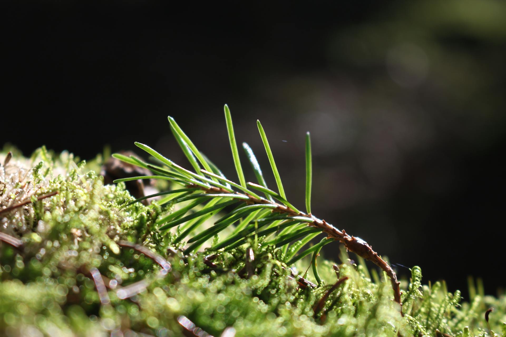 Close-up of a green spruce branch on a vibrant moss-covered forest floor.