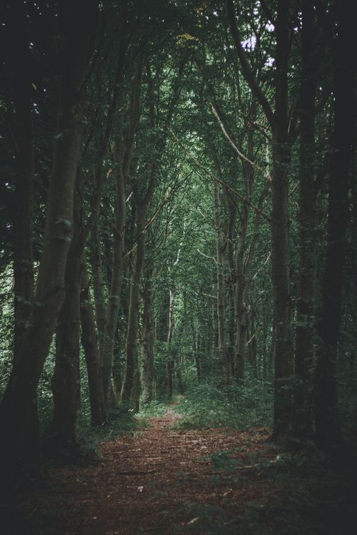 Free A serene trail cuts through a dense forest with tall trees, perfect for nature exploration. Stock Photo