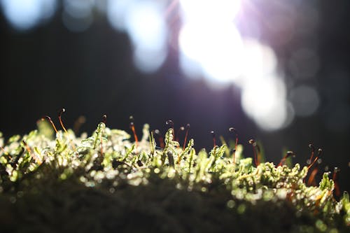 Free Shallow Focus of Moss Stock Photo