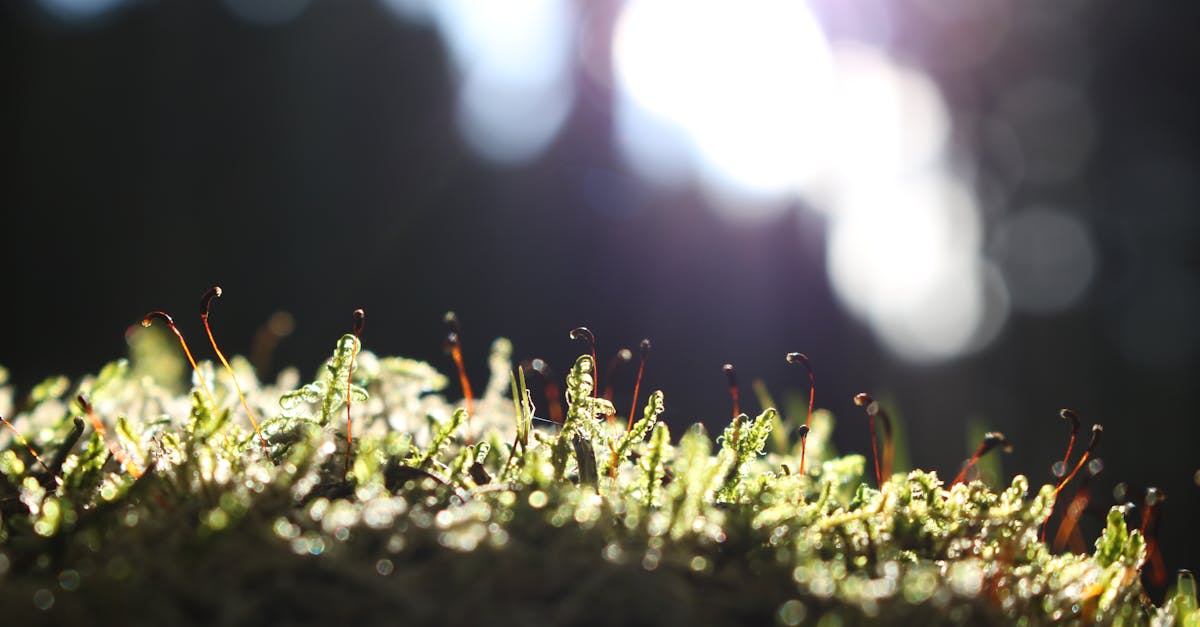 How to get rid of weeds without killing grass Australia