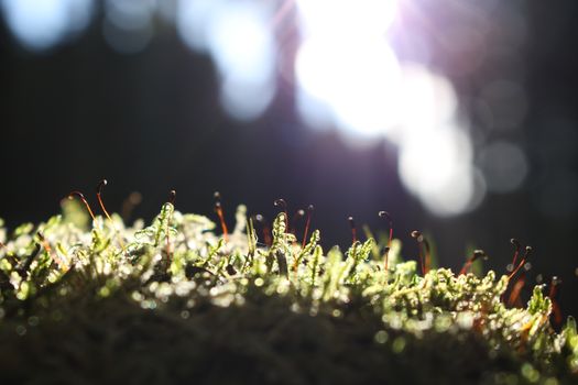 Macro shot of dewy moss with sunlight streaming through a forest canopy.