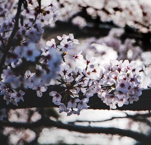 Gratuit Photographie De Mise Au Point Sélective D'arbre à Fleurs Blanches Photos