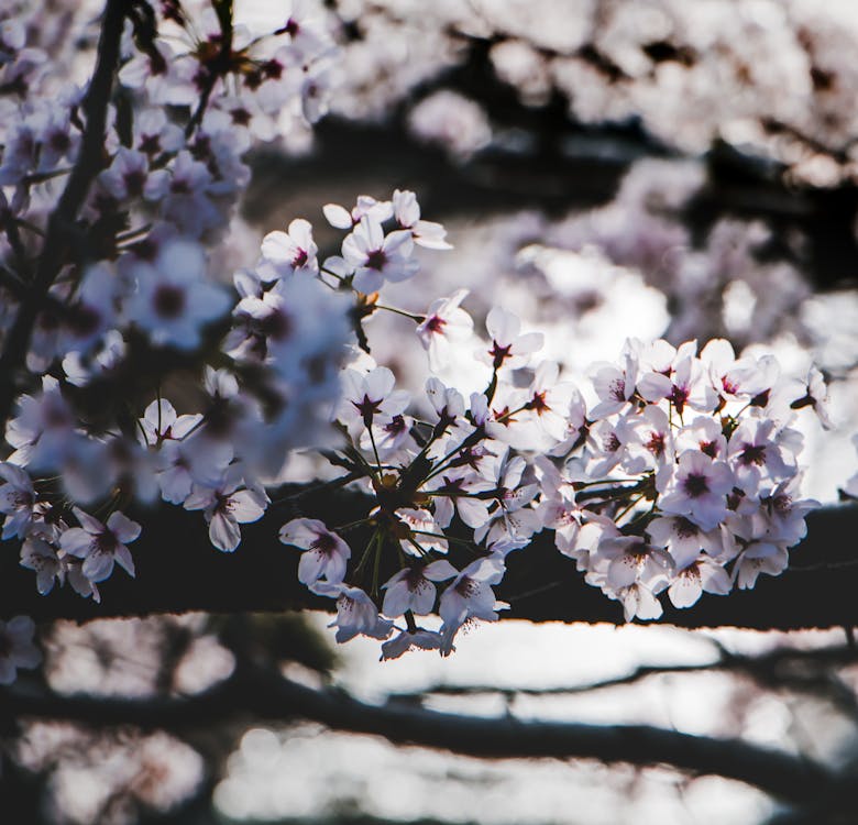 Białe Kwitnące Drzewo Selective Focus Photography