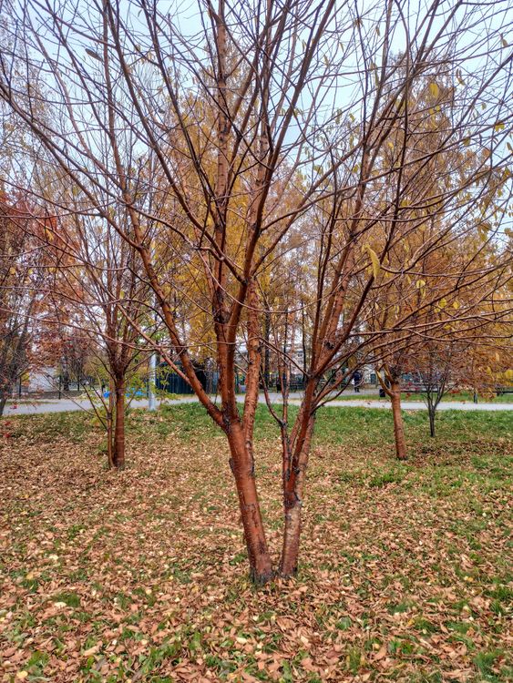 Leave Less Tree A Leafless Tree · Free Stock Photo