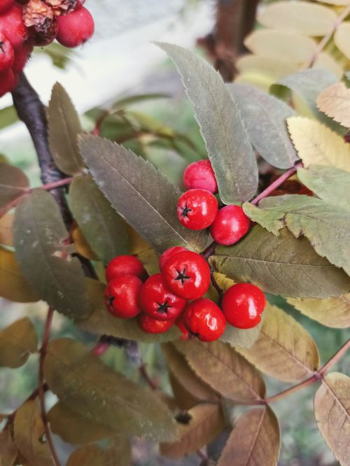 Free A detailed view of vibrant red rowan berries amidst green leaves, capturing the essence of nature.  Stock Photo