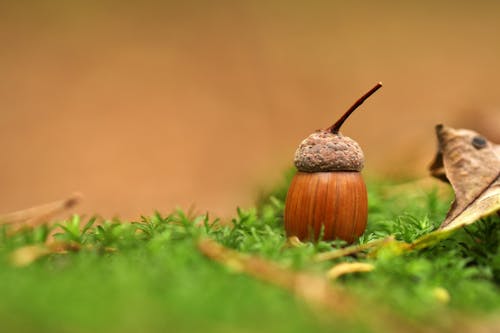Close-up of an Acorn Lying on Moss