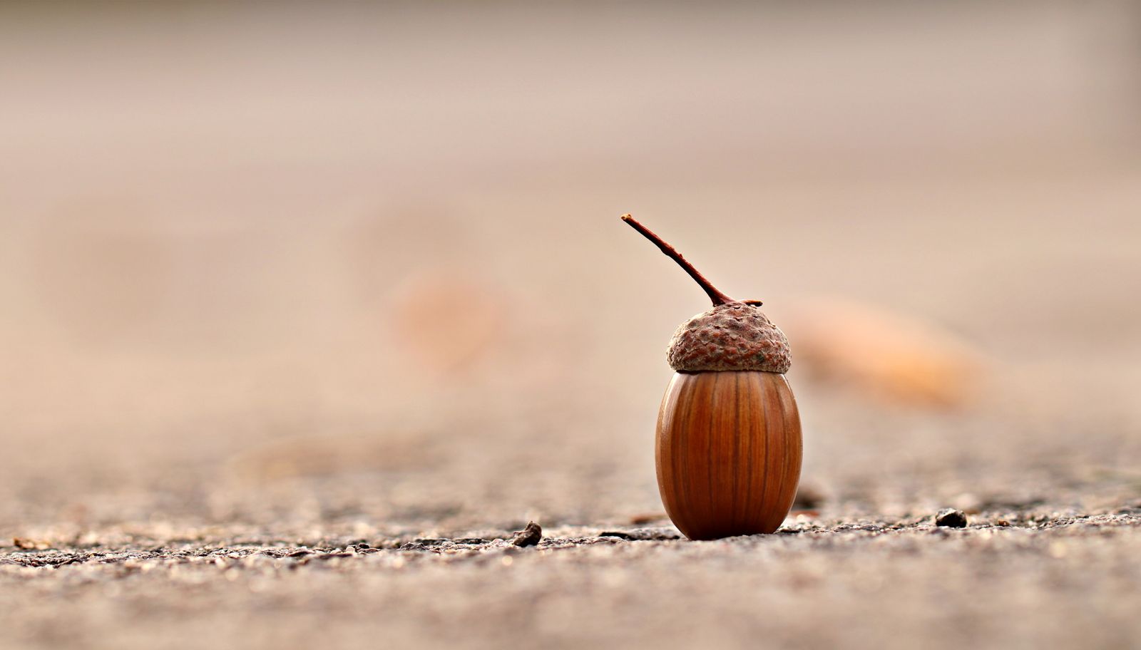 acorn
