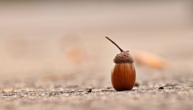 acorn