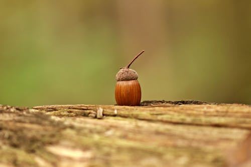 Close-up Photo of an Acorn