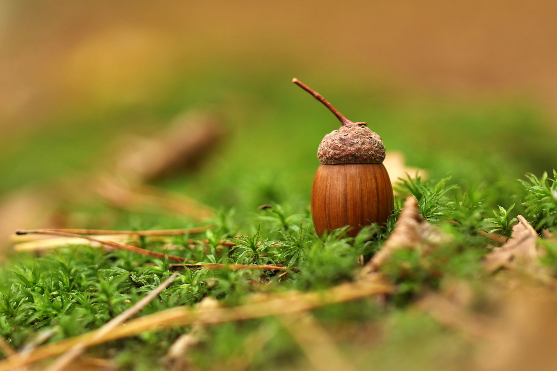 Detailed view of an acorn resting on green moss, capturing the essence of fall.