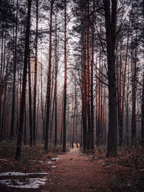Free Tall trees line a tranquil forest path with a hint of snow in a peaceful winter setting. Stock Photo