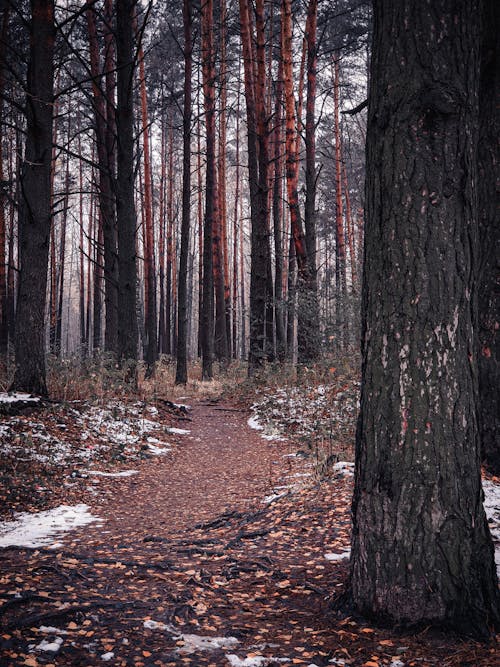 Free A Trail in the Forest  Stock Photo