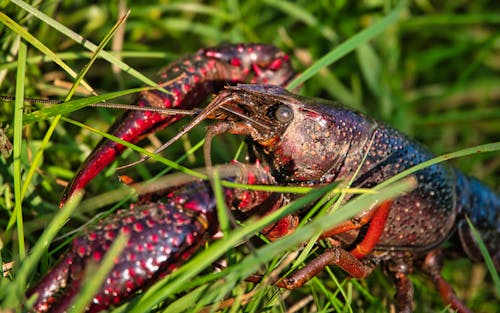 Free stock photo of blades of grass, lobster