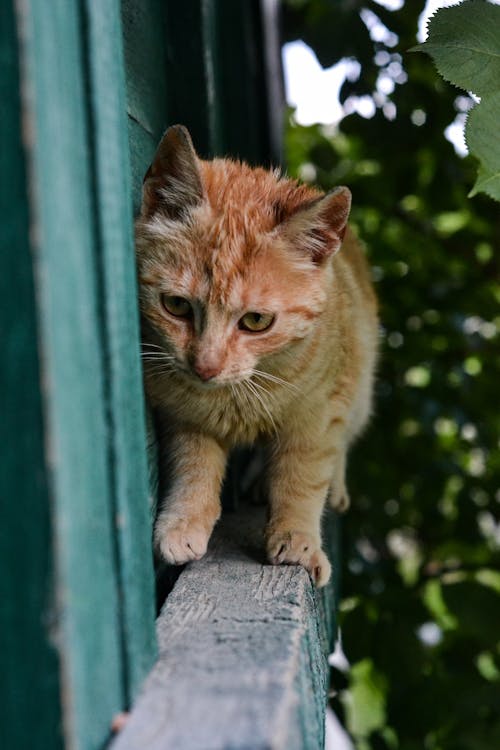 An Orange Tabby Cat 