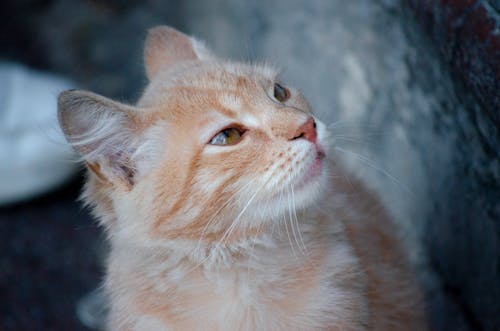 Close-Up of a Tabby Cat 