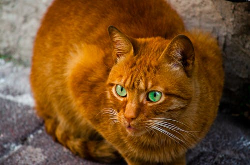 Orange Tabby Cat on Gray Pavement