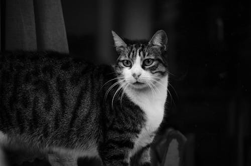 Foto profissional grátis de animal, animal de estimação, bigode de gato