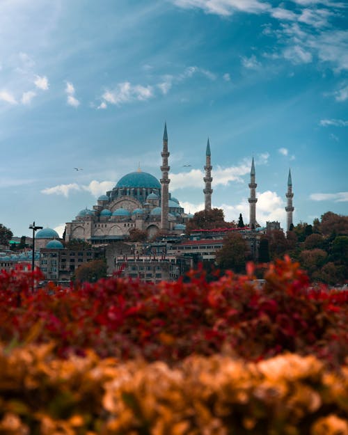 Foto stok gratis bunga-bunga, fokus selektif, Istanbul