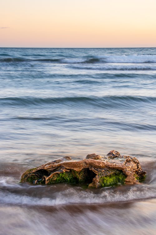 dalgaların karaya attığı odun, deniz kıyısı, dikey atış içeren Ücretsiz stok fotoğraf