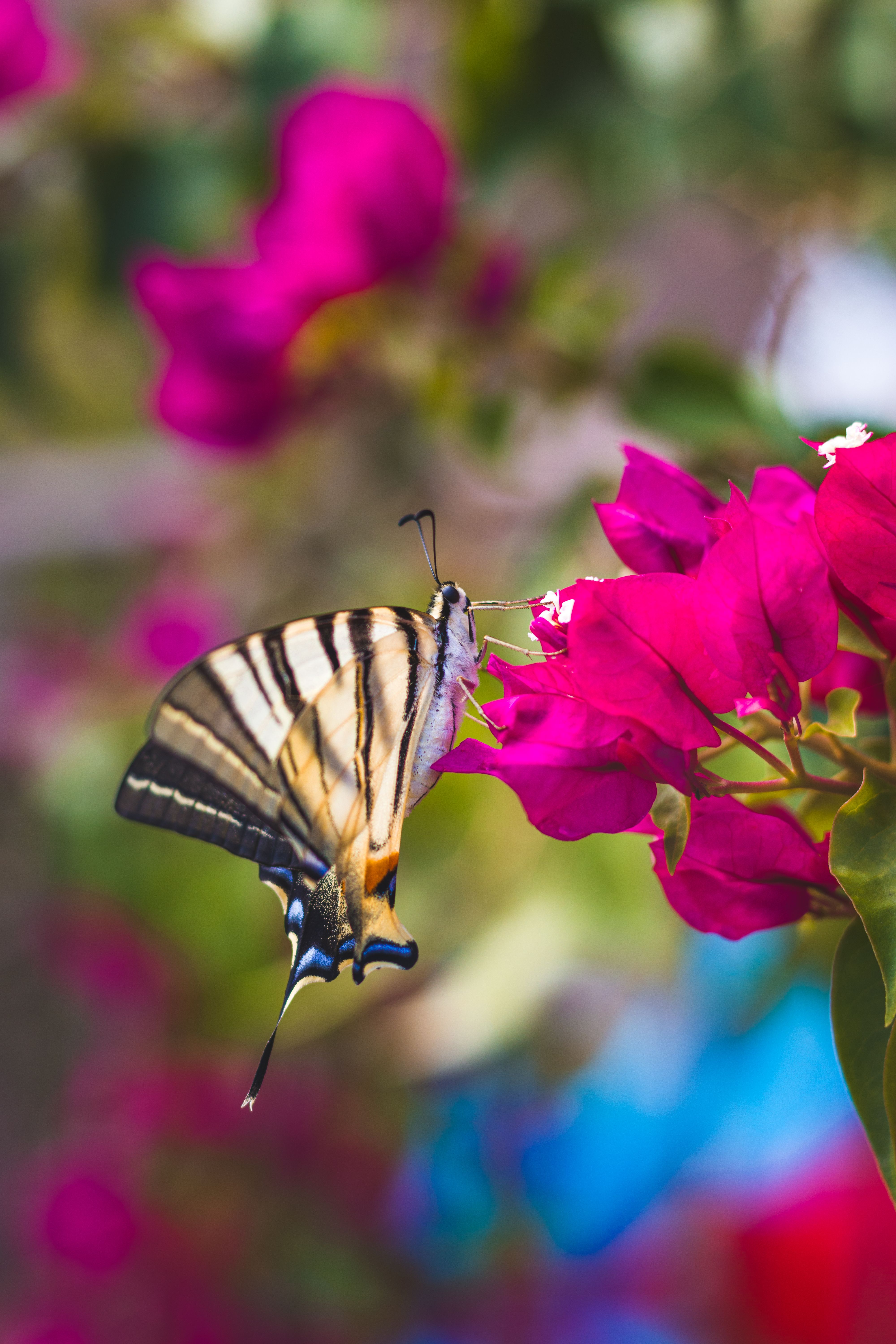 Butterfly Perched on Purple Flower · Free Stock Photo