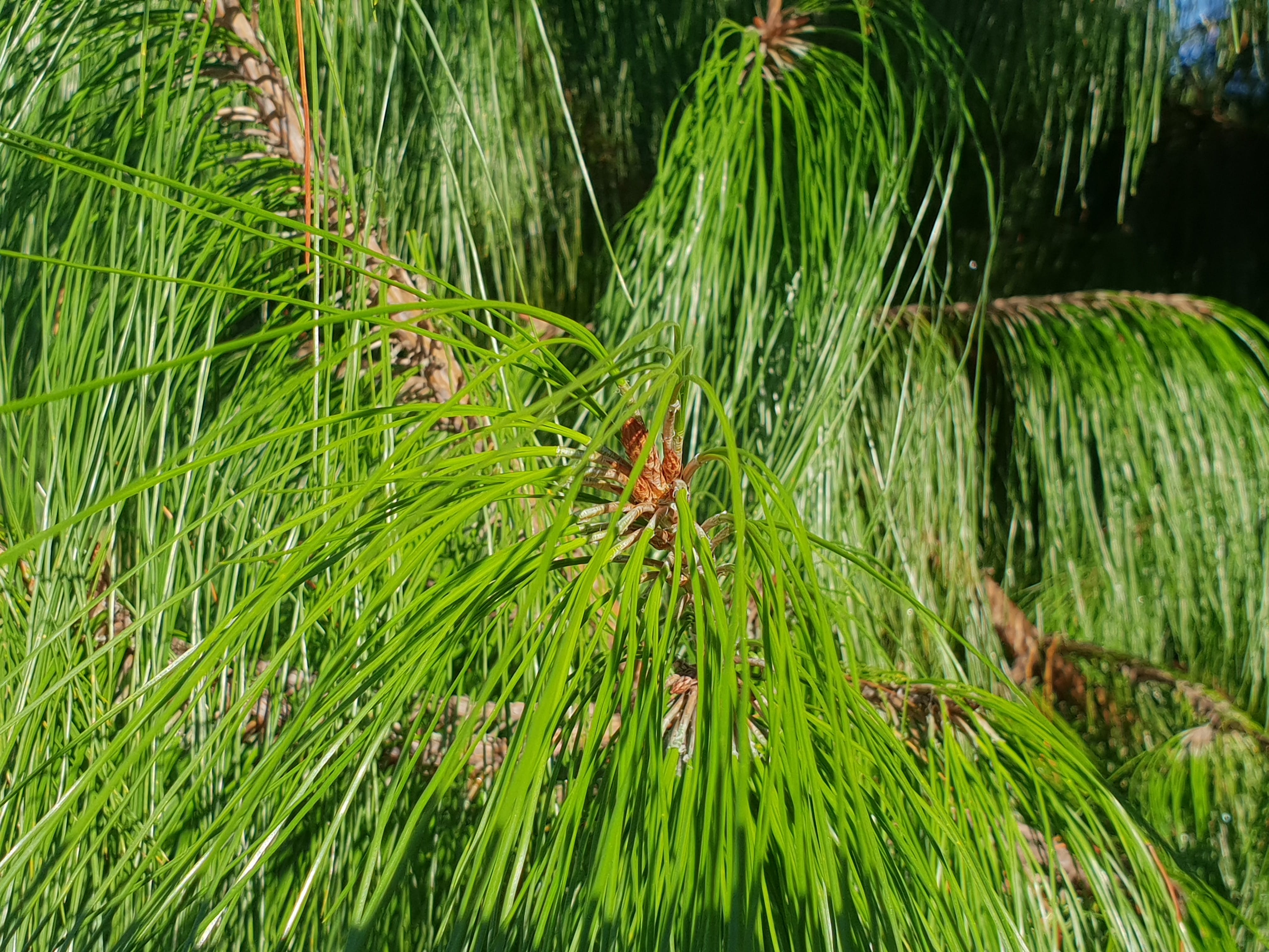 3000 Gambar Daun Pinus  HD Terbaik Gambar ID