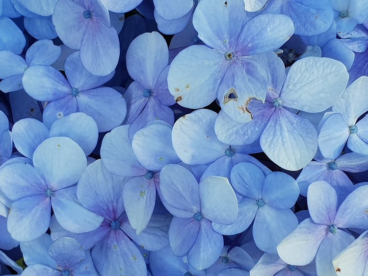 Close-up Photo Of Blue Petaled Flowers