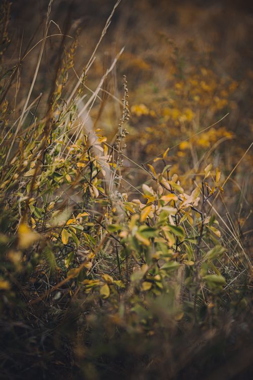 Free Vertical shot of autumn leaves with earthy tones in a natural setting. Stock Photo