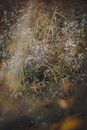 Withering Grass on a Field