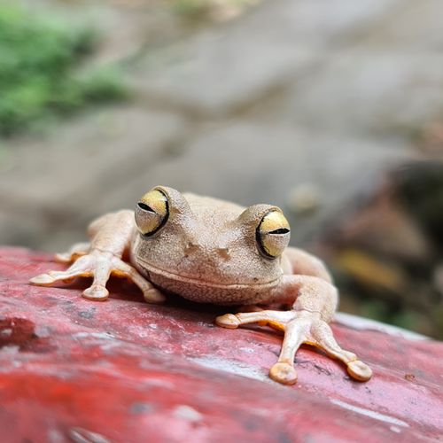 Free A detailed close-up of a frog sitting on a red surface in Cidade Jardim, Brazil. Stock Photo