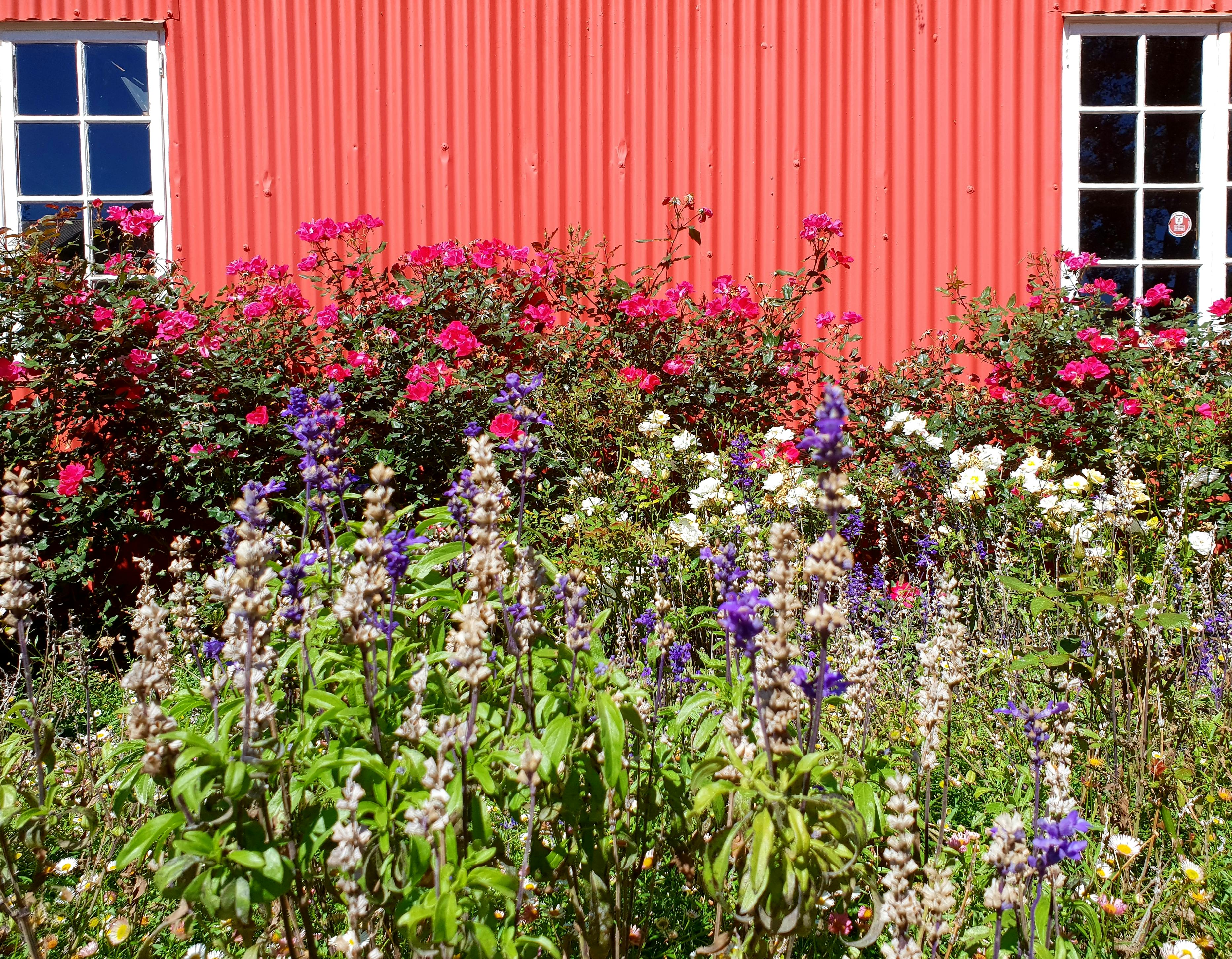 Free stock photo of colourful, flowers, house