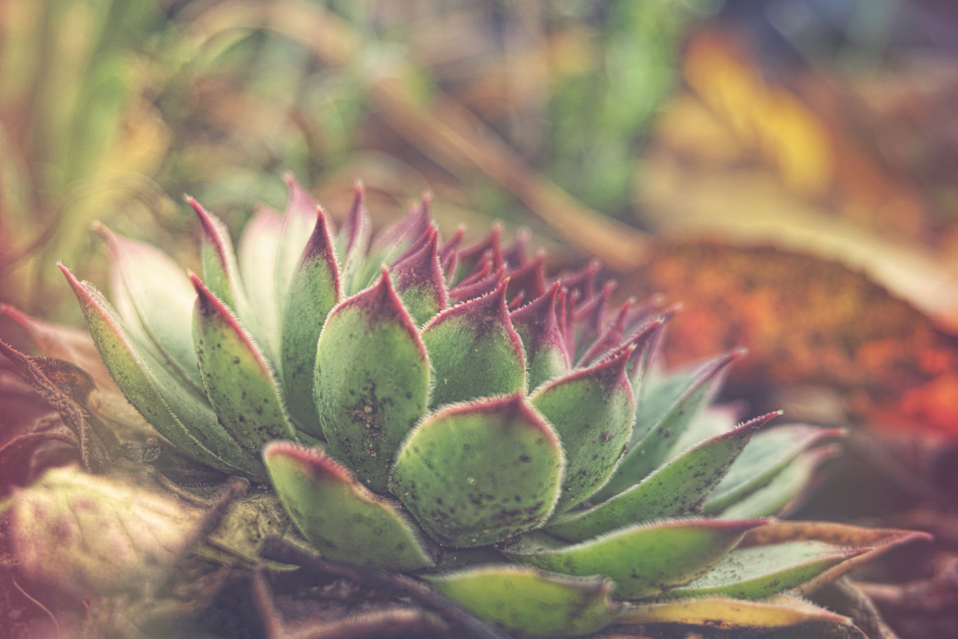 Vivid close-up of a succulent plant showcasing its natural beauty and texture.