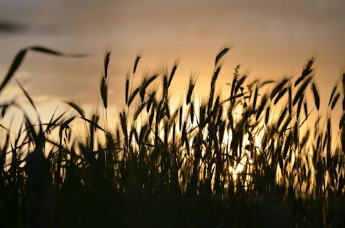 Gratis lagerfoto af gylden solnedgang, gylden time, hvede