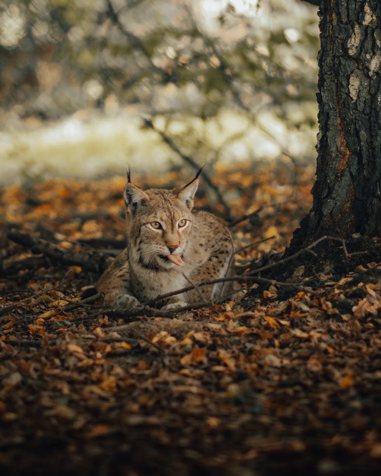 Lynx In Woods 