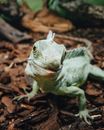 Green Lizard Crawling on the Ground