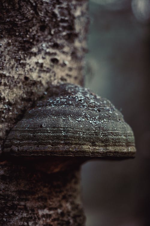 Foto profissional grátis de casca, cogumelo, fechar-se