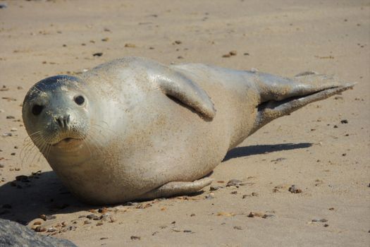 Close-up of a seal resting on a sandy beach, showcasing its natural habitat.