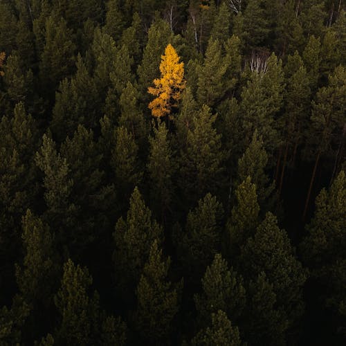 Fotos de stock gratuitas de arboles, bosque, contraste