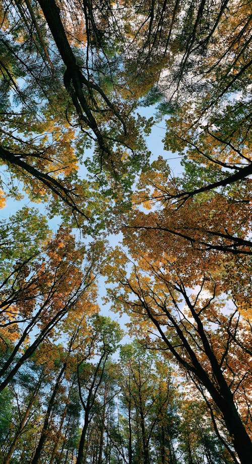 Gratis Immagine gratuita di alberi, autunno, cadere Foto a disposizione