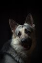 Free stock photo of animal, canine, cute