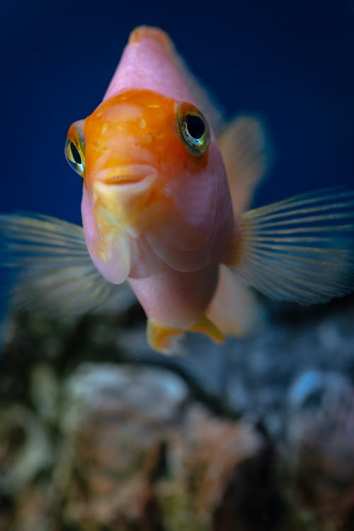 Close-Up of a Fish in Water