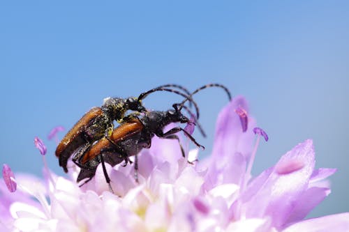 Free Beetles in Macro Photography Stock Photo