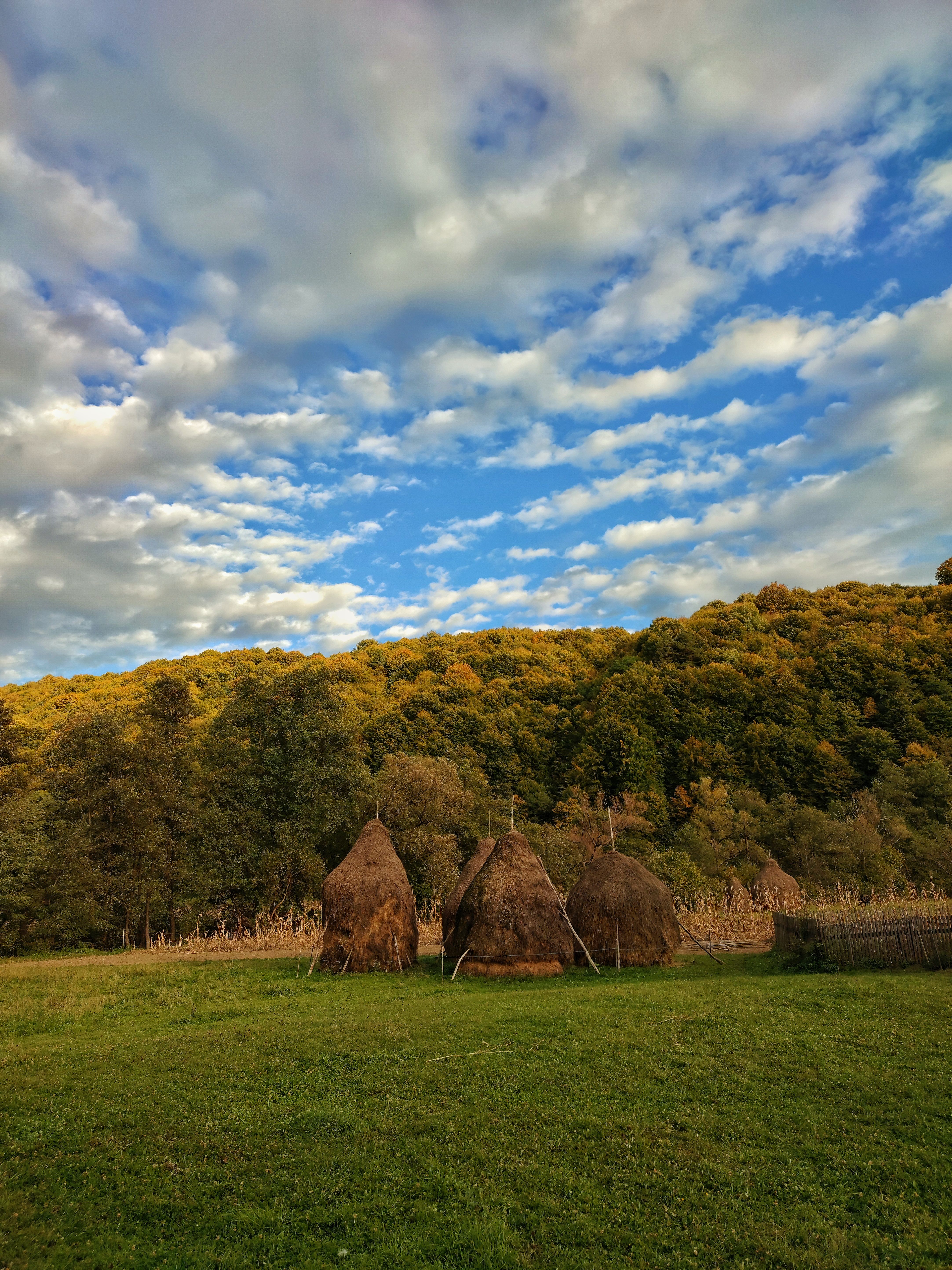 Green Trees Under the Blue Sky · Free Stock Photo